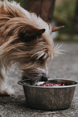 A dog eating Raw Venison Dog Food from a metal bowl.