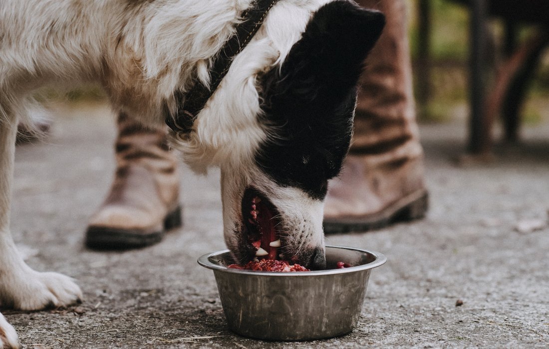 Can dogs shop eat raw venison